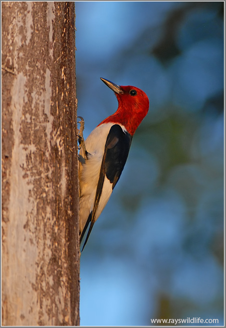 Red-headed Woodpecker - eBirdr