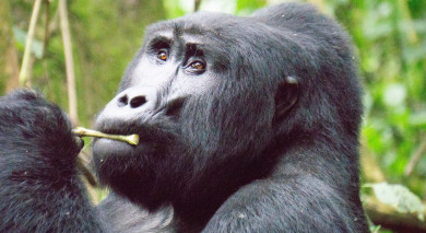 私人旅游:Gorilla Trekking和Safari 私人旅游:Gorilla Trekking和Safari