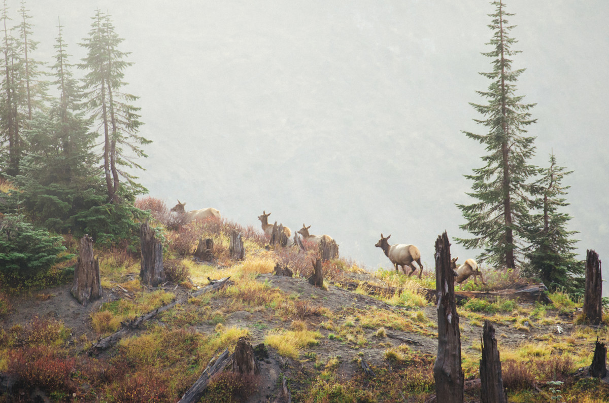 An Introduction to the Pacific Northwest