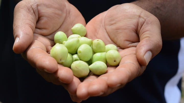 The Kakadu Plum Fruit is full of health benefits! Image: Supplied.