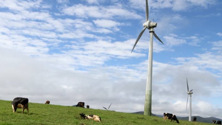 Cows enjoying the breeze from fans.