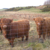 A student studying abroad with GlobaLinks Learning Abroad: Stirling - University of Stirling
