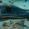 A student studying abroad with SFS: Turks & Caicos - Marine Resource Management Studies