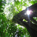 CIEE: Monteverde - Summer Tropical Ecology and Conservation Photo