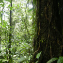 SFS: Costa Rica (Atenas) - Sustainable Development Studies Photo