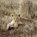 The School for Field Studies / SFS: Kenya & Tanzania - Wildlife Management Studies Photo