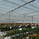 Stephen F. Austin State University (SFA): Horticulture, Natural Resources and Tourism in the Netherlands Maymester Photo