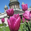 Study Abroad Reviews for American Councils (ACTR): Business Russian Language and Internship (BRLI) Program