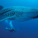 Study Abroad Reviews for Broadreach: Yucatán - Advanced Scuba 