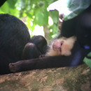 USAC: Puntarenas - Spanish Language, Ecological and Latin American Studies at Universidad Nacional de Costa Rica Photo