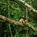 Study Abroad Reviews for The School for Field Studies / SFS: Australia – Rainforest studies