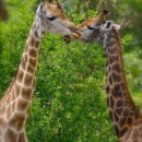 Study Abroad Reviews for SUU: Photography and Ecotourism in Swaziland South Africa