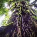 Study Abroad Reviews for CIEE: Monteverde - Engineering, Technology + Sciences