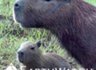 Study Abroad Reviews for Earthwatch: Brazil - Blazing the Biodiversity Trail in Brazil