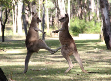 Study Abroad Reviews for University of Georgia, Discover Abroad: Australia - Winter Program