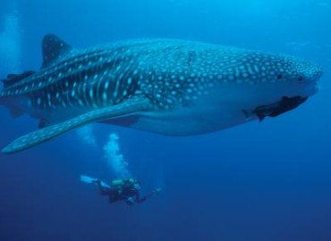 Study Abroad Reviews for Broadreach: Yucatán - Advanced Scuba