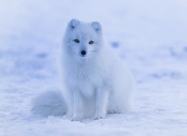 Study Abroad Reviews for Wildlands Studies: Iceland Project: Biodiversity