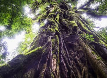 Study Abroad Reviews for CIEE: Monteverde - Engineering, Technology + Sciences