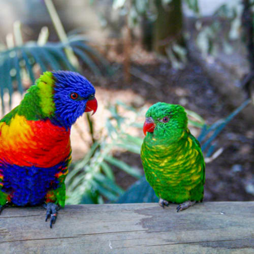 SIT Study Abroad: Australia - Sustainability and Environmental Action