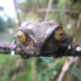 Photo of SIT Study Abroad: Ecuador - Comparative Ecology and Conservation