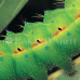 Photo of Earthwatch: Costa Rica - Climate Change & Caterpillars in Costa Rica