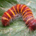 Photo of Earthwatch: Costa Rica - Climate Change & Caterpillars in Costa Rica