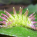 Photo of Earthwatch: Costa Rica - Climate Change & Caterpillars in Costa Rica