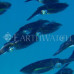 Photo of Earthwatch: Seychelles - Coral Communities in the Seychelles