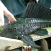 Photo of Earthwatch: Peru - Amazon Riverboat Exploration