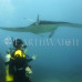 Photo of Earthwatch: Australia - Project Manta