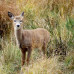 Photo of Earthwatch: Canada - Mammals of Nova Scotia