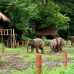 Photo of Earthwatch: Thailand - Thinking Like an Elephant in Thailand