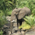Photo of Earthwatch: South Africa - Walking with African Wildlife