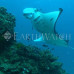 Photo of Earthwatch: Australia - Project Manta
