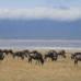 Photo of The School for Field Studies / SFS: Tanzania - Wildlife Management Studies