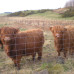 Photo of WorldStrides Study Abroad in Stirling, Scotland