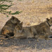 Photo of Round River Conservation Studies - Botswana Program