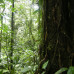 Photo of The School for Field Studies / SFS: Costa Rica – Ecological Resilience Studies