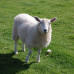Photo of API (Academic Programs International): Galway - National University Of Ireland, Galway