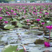 Photo of Asia Exchange: Bangkok - Kasetsart University