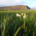 Photo of The GREEN Program: Iceland - Sustainability and Renewable Energy Abroad