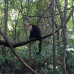 Photo of Round River Conservation Studies: Costa Rica – The Osa Peninsula