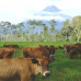 Photo of WSU Faculty-Led Costa Rica: Animal Production Systems in the World