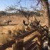 Photo of Conservation Travel Africa: Zimbabwe - Community Development and Conservation Management Volunteer Programs