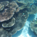 Photo of Sea Education Association: Programs at Sea – Protecting the Phoenix Islands ( Summer )