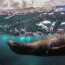 Photo of Pacific Discovery: South America Semester Program
