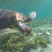 Photo of GVI: Curieuse - Seychelles Environmental Conservation Short Term Internship