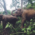 Photo of GVI: Chiang Mai - Volunteer with Elephants in Thailand