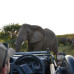 Photo of GVI: Limpopo - South Africa Wildlife Conservation Short Term Internship