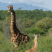 Photo of GVI: Limpopo - South Africa Wildlife Conservation Short Term Internship